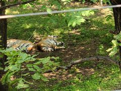 -哈尔滨北方森林动物园