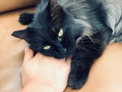 -喜多萌中农锦绣动物医院24H·猫科·牙科MRI·CT