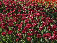 -长春公园(普阳街道)