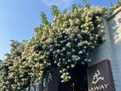 -出走咖啡·面包(宋庄店)