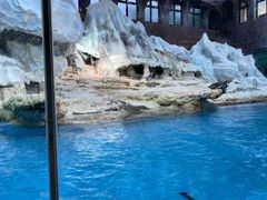 -帝企鹅自助餐厅•儿童岛•真企鹅(长隆企鹅酒店)