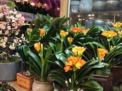-双季花艺园艺市场(浦东店)
