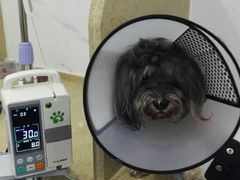 -伟伟宠物医院·CT影像中心·瑞派犬猫综合性门诊(汉口总院)