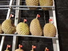 -都念榴莲·城市榴莲