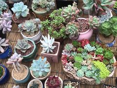 -秦美花卉(天朗·莱茵小城2期店)