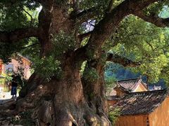 -杨家堂村