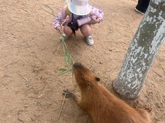 -西霞口神雕山野生动物世界