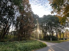 -昆山城市生态森林公园