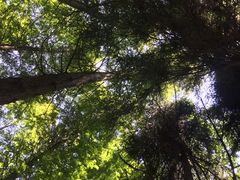 -武陵山森林公园