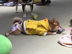 -逗柴咖啡屋·狗咖猫咖宠物桌游