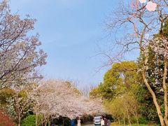 -上海滨江森林公园