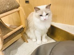 -飞行喵MR PILOT|猫舍·猫咖(静安大融城店)