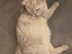 -Mr.Fox狐狸先生超级密室(南山店)