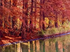 -上海海湾国家森林公园