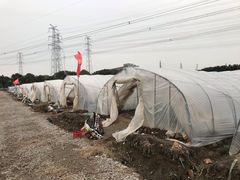 -喜杨洋草莓采摘园