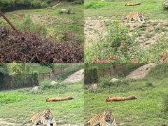 -沈阳森林动物园