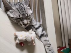 -纳吉亚猫专科动物诊疗中心(蒋宅口分院)