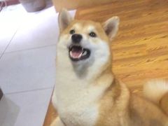 -柴务处·柴犬主题狗咖