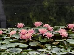 -秋霞圃