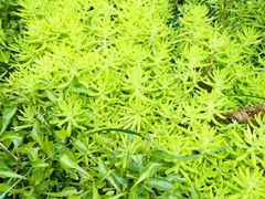 -武清南湖绿博园