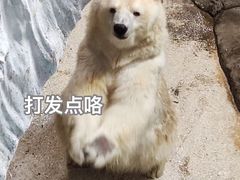 -海合安武汉极地海洋公园