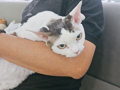 -pd派德宠物中心医院24H急重症·眼科中心·血液透析中心(嵩山北路店)