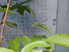-上海大自然野生昆虫馆(东方明珠·爬宠昆虫探索中心)