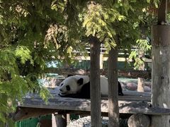 -西霞口神雕山野生动物世界