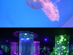 -南昌海洋公园