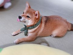 -逗柴咖啡屋·狗咖猫咖宠物桌游