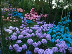 -黄陂区野村谷景区