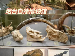 -烟台自然博物馆
