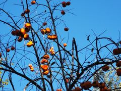 -三里屯东五街银杏大道