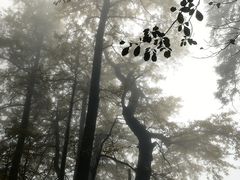 -天目山大树王景区