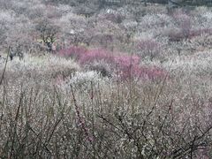-香雪海