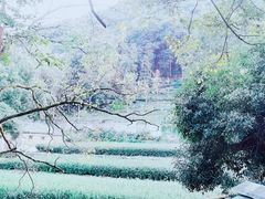 -随意茶庄·地道杭帮农家菜(梅家坞店)
