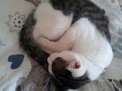 喵-海边的猫和咖啡馆