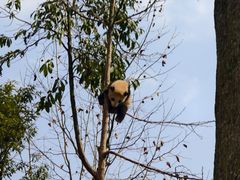 -中国大熊猫保护研究中心雅安碧峰峡基地