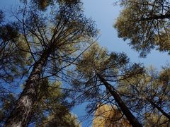 -塞罕坝国家级自然保护区