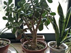 -上海财经大学-新食堂