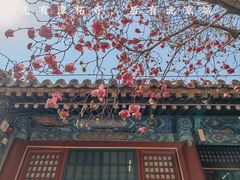-潭柘寺景区