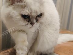 -猫小院猫主题咖啡厅(北锣店)