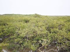 -北海金海湾红树林生态旅游区