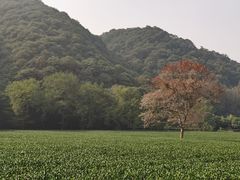 -礼耕堂·百年茶人餐厅(梅家坞店)