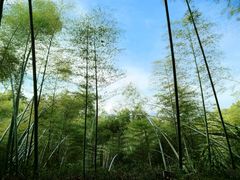 -潜山国家森林公园