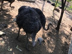 -大连铭湖国际观光牧场