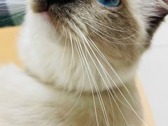 -鼓捣猫呢主题猫咖店