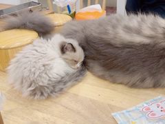 -楼上猫咖(罗湖店)