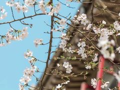 -武汉大学-樱园