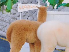 -Blue Concept Cafe&Farm·關於藍